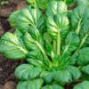 tatsoi seeds