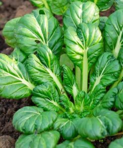 tatsoi seeds