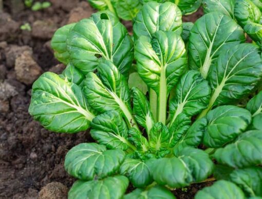 tatsoi seeds