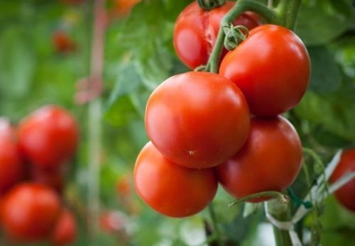 Loki Tomato 25 Seeds Hybrid Tomato F1 Slicing Tomato