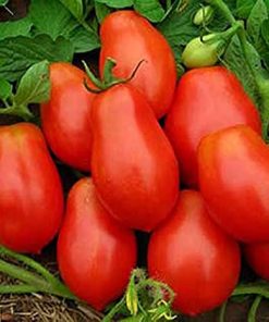tomato roma