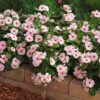 Vinca Apricot