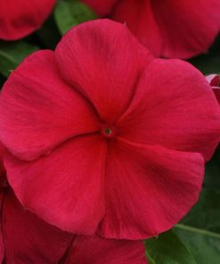 vinca pacifica dark red