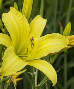 Day lily Yellow