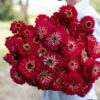 Zinnia Benary Giant Deep Red