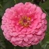 zinnia elegance pink