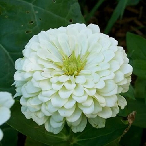 zinnia Elegance white