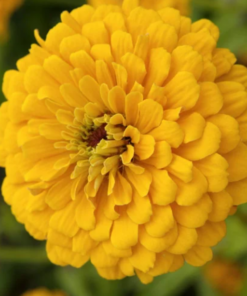 zinnia Elegance yellow