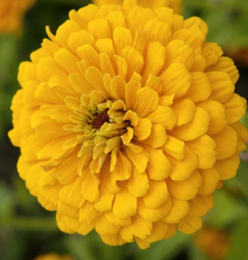 zinnia Elegance yellow