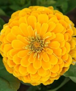 zinniia elegance yellow