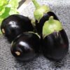 brinjal seeds