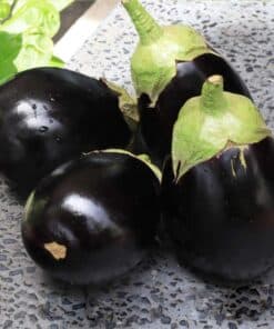 brinjal seeds