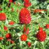Gomphrena strawberry