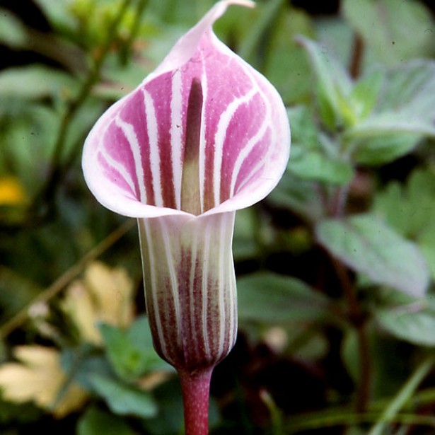 arisaema candidissimum - Seedsnpots.com