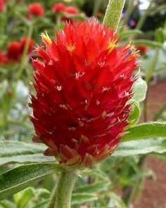 Gomphrena strawberry fields