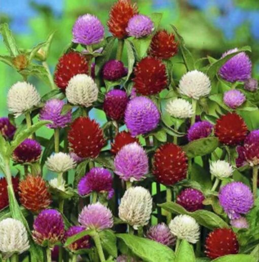 Gomphrena choice