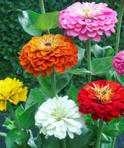zinnia dahlia