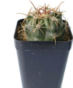 Ferocactus Horridus cactus
