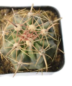 Ferocactus Horridus cactus