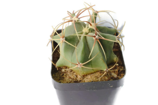 Ferocactus Electracanthus cactus