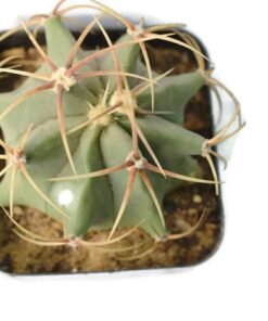 Ferocactus Electracanthus cactus