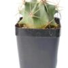 Ferocactus Electracanthus cactus