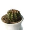 Notocactus uebelmannianus