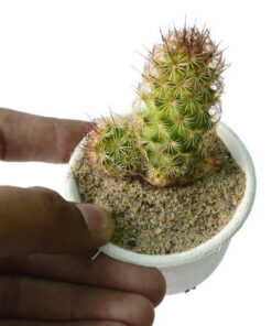 Mammillaria elongata