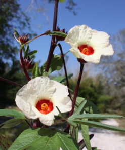 Hibiscus Cranberry White
