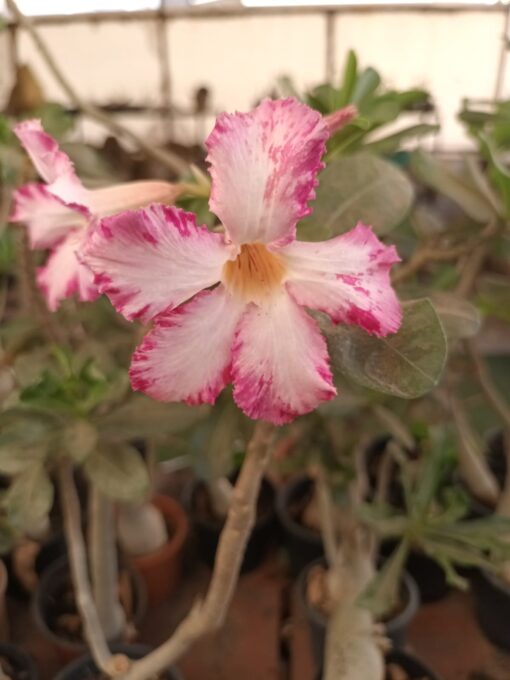 adenium pink p0