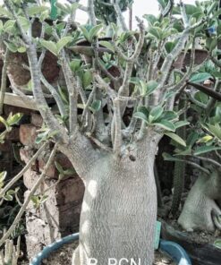 adenium tower rcn
