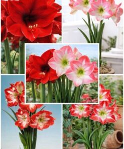 amaryllis combo