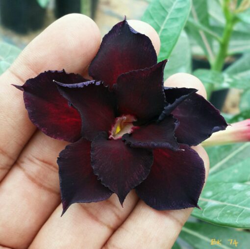 Adenium Plant Grafted  black color #Bk74