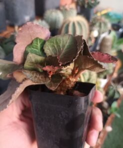 Euphorbia francoisii