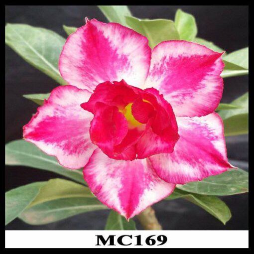 Adenium Plant Grafted  Red color #MC169