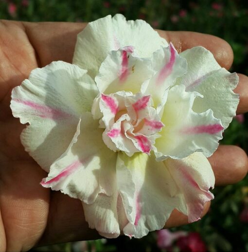 Adenium Plant Grafted  Red color #Mc181