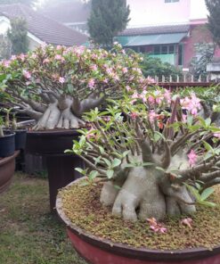 adenium mkmk