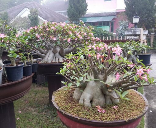 adenium mkmk