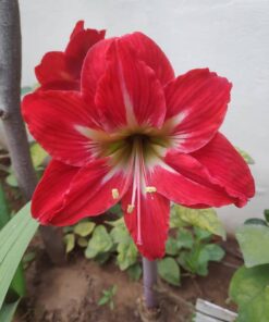 Amaryllis double