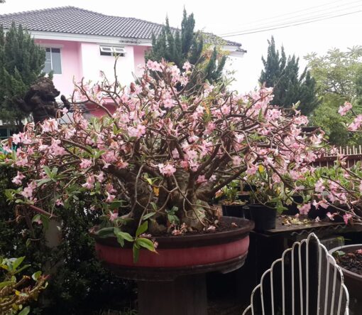 adenium octpus