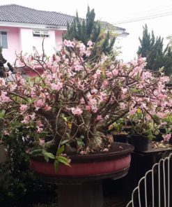 Adenium Octopus