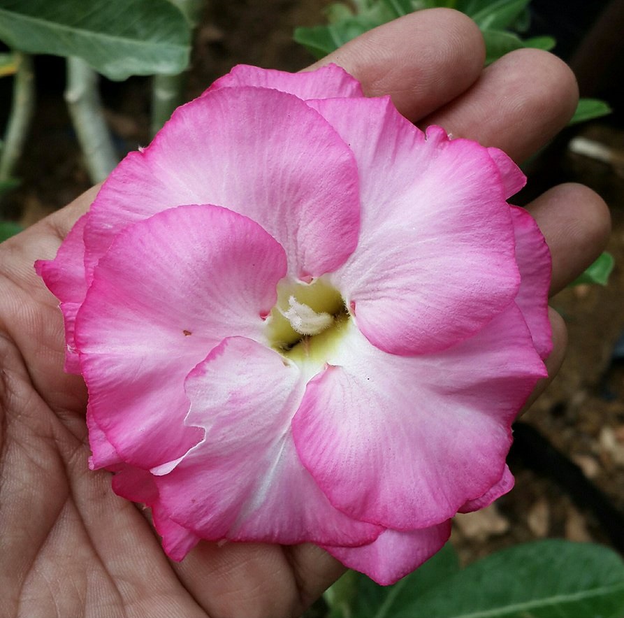 adenium p4 plant seedsnpots grafted pink color