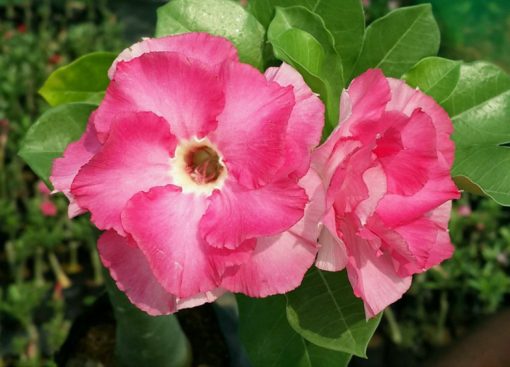 adenium plant