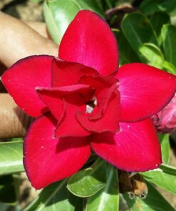 adenium r33