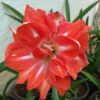 Amaryllis double