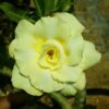 buy adenium online india