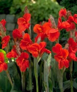 Canna Lily Red Bulbs