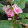 balsam pink pepper