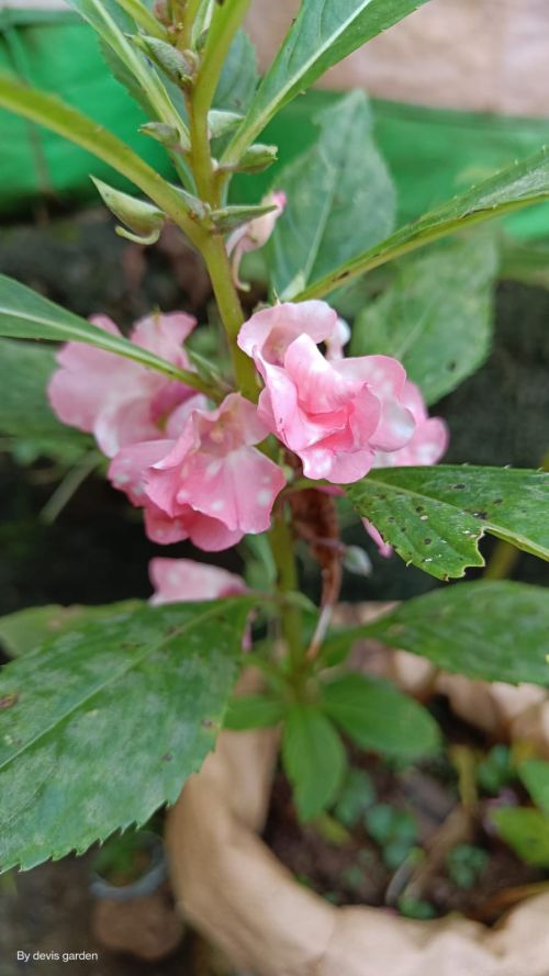 balsam pink pepper