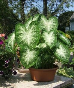 Caladium Galaxy